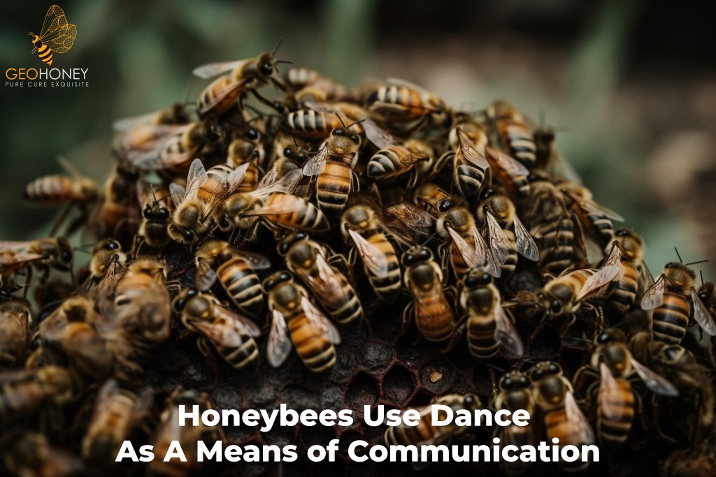 Research Reveals Honeybees Use Dance for Communication